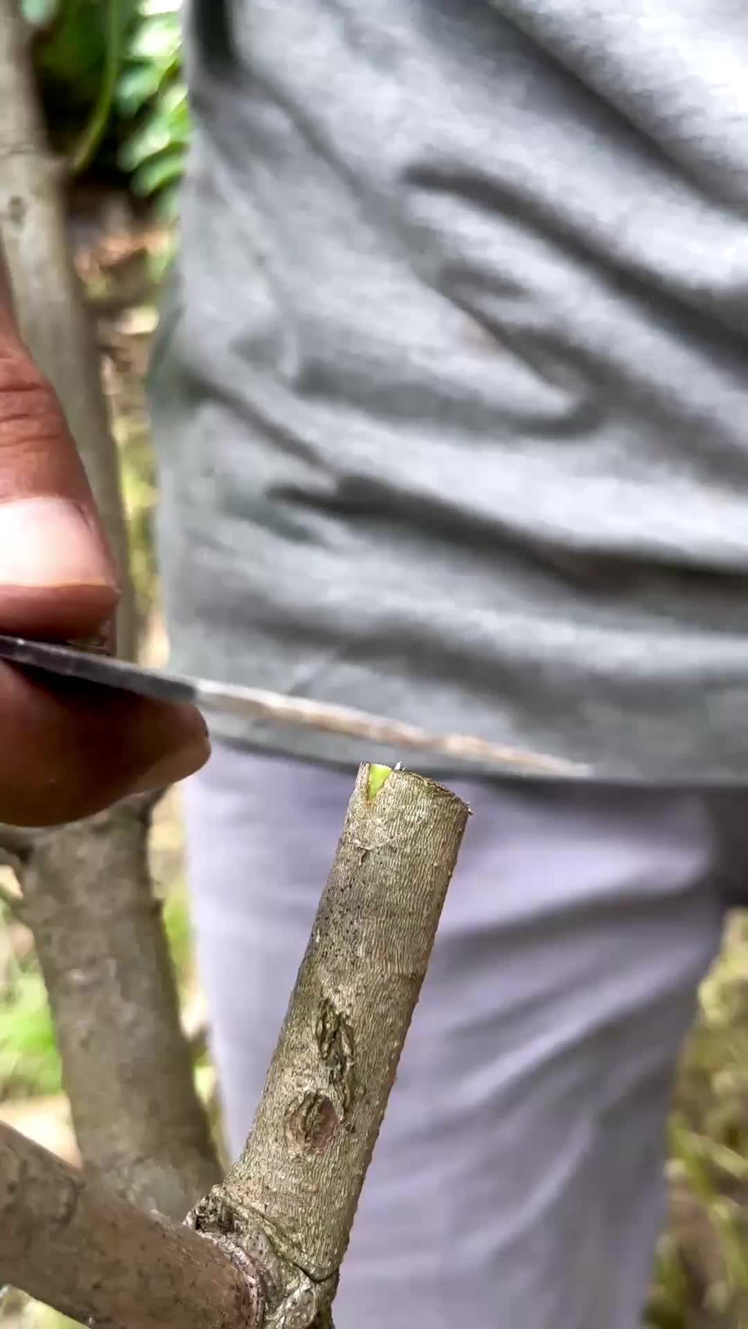 @GardeningFruits