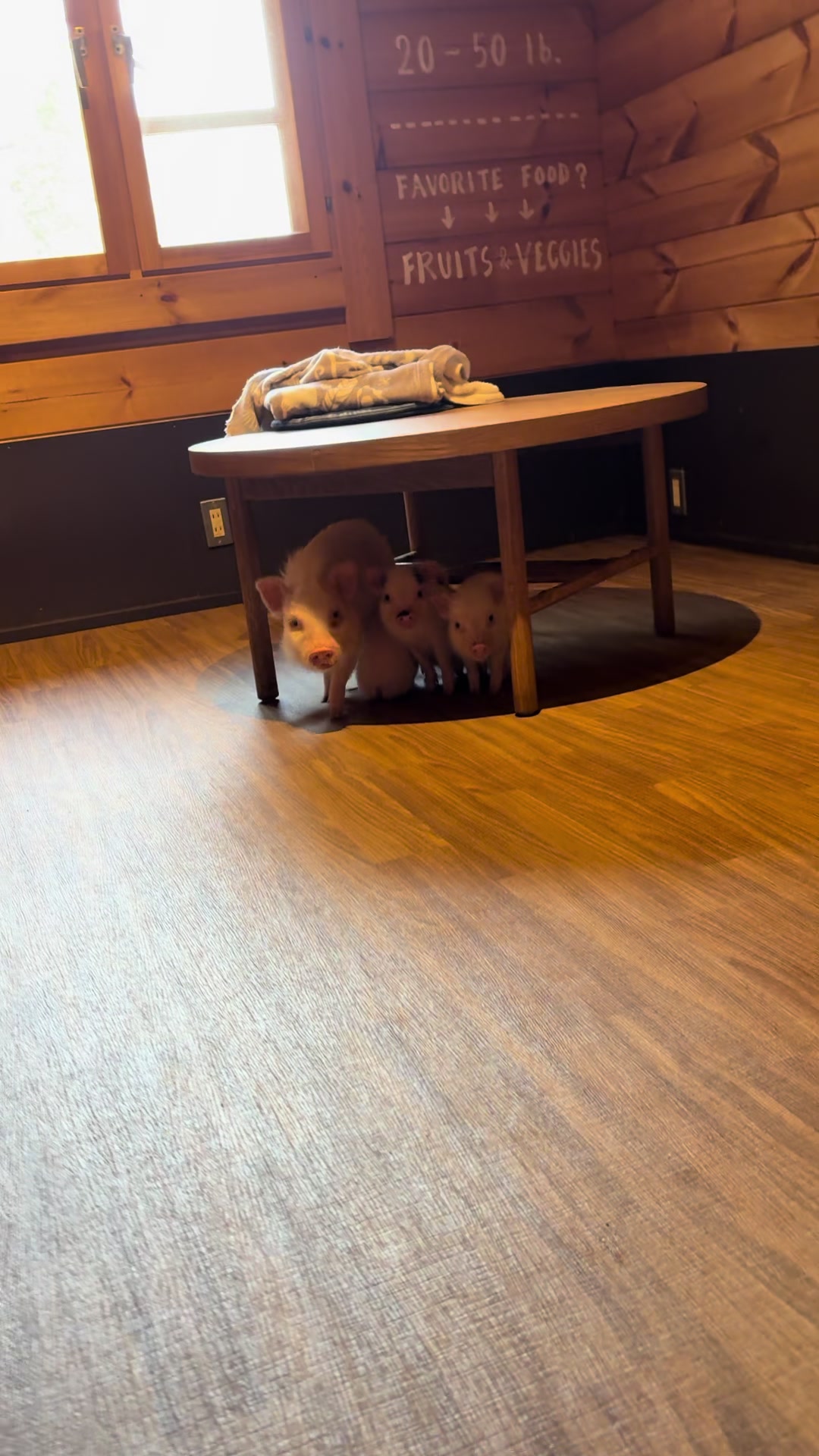 @pignic