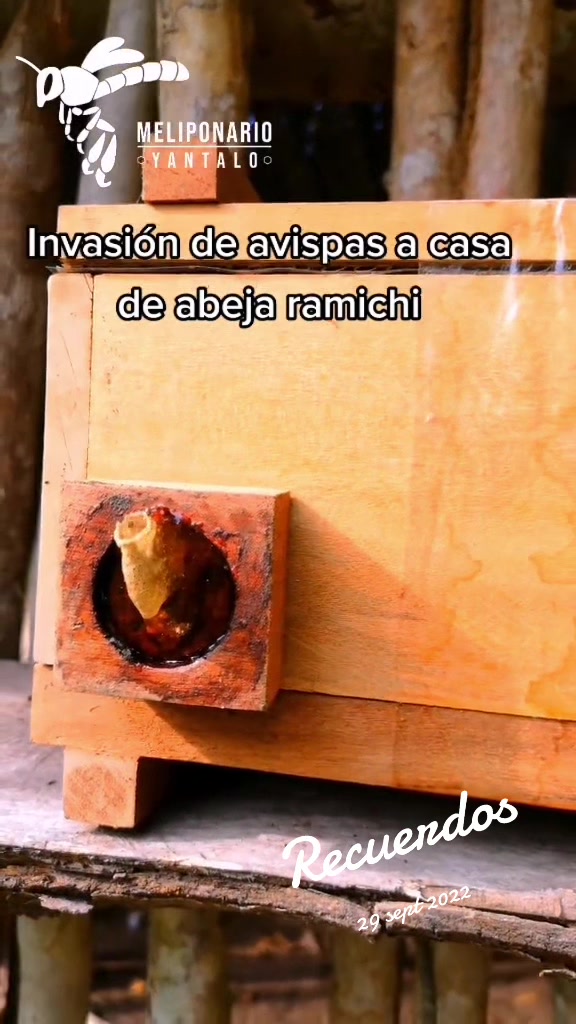 @MELIPONARIO YANTAL&Oacute;