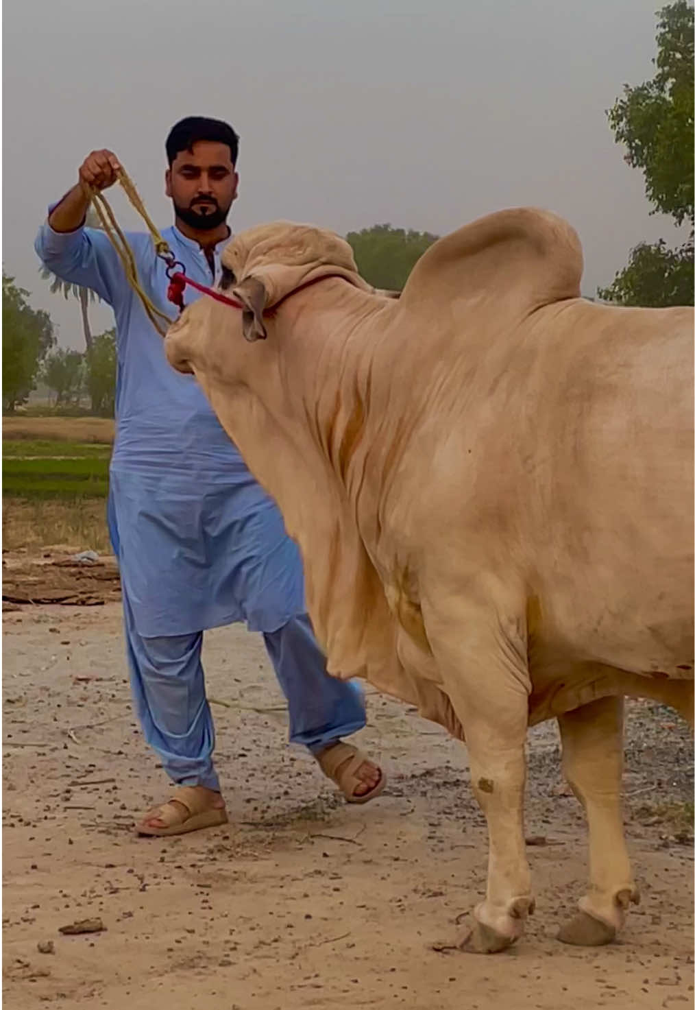 @Ustad Jee Cattle Farm