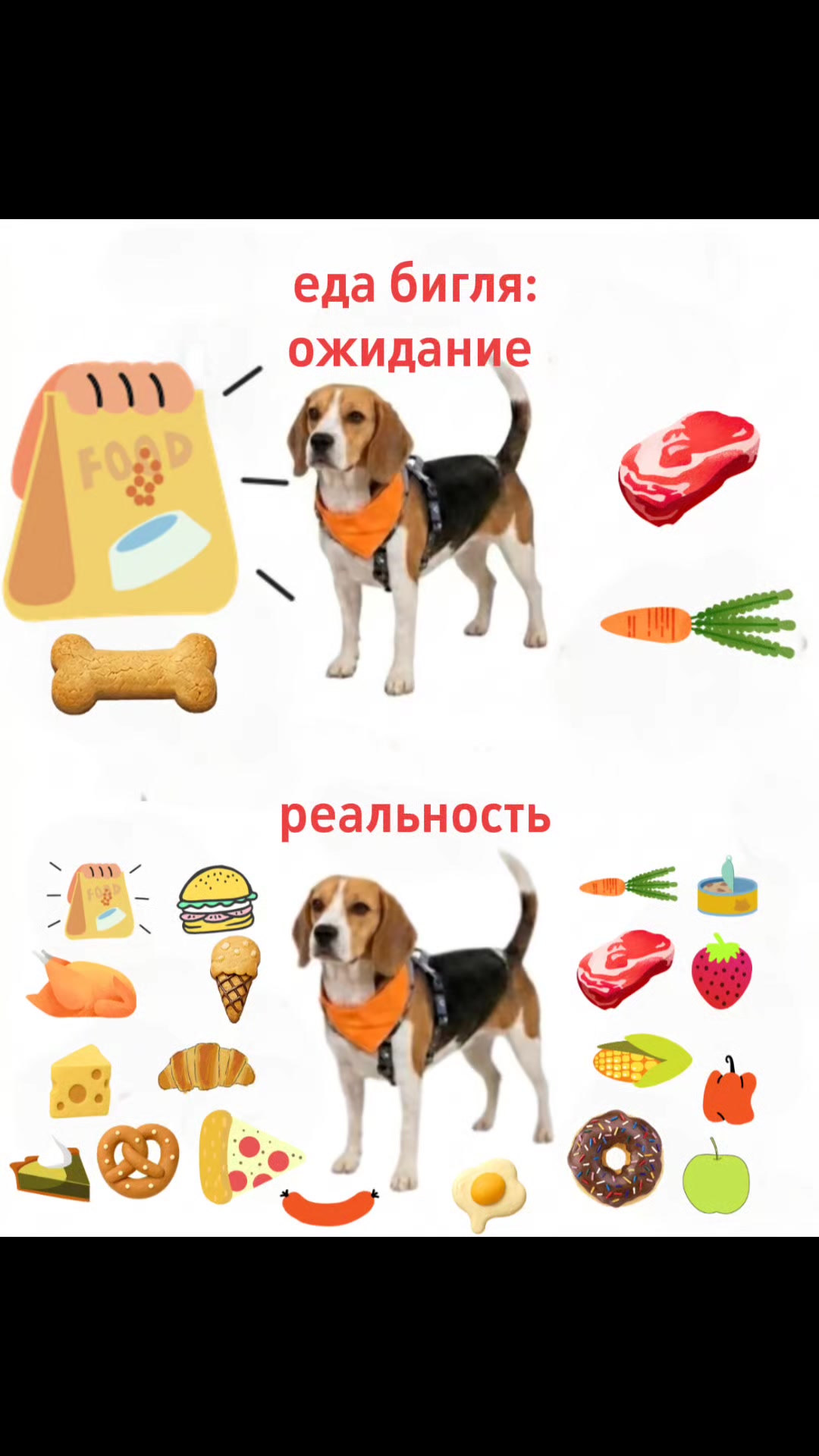 @Бигль Сэм и его семья.