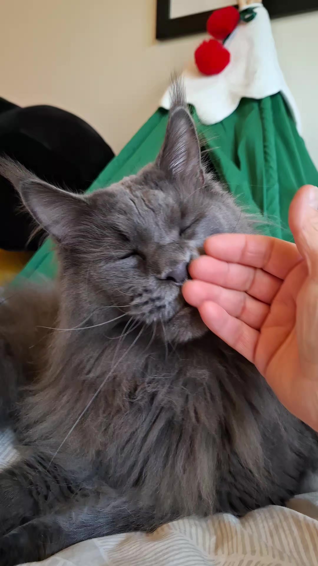 @Ragnar the Maine Coon 🐈