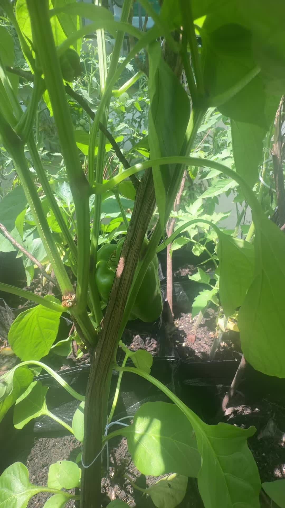 @Grace’s garden