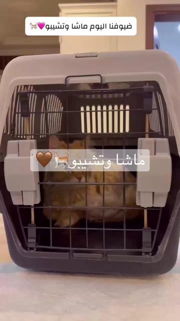 @Skai Cat.home🐾