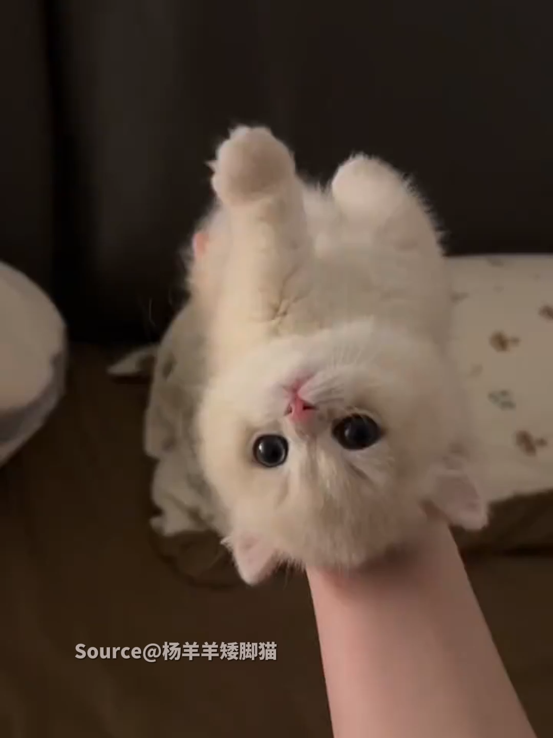 @TrendZ_CN