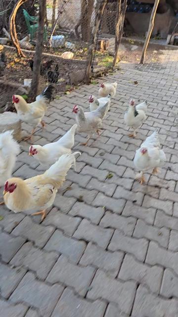 @Zaza Kızı