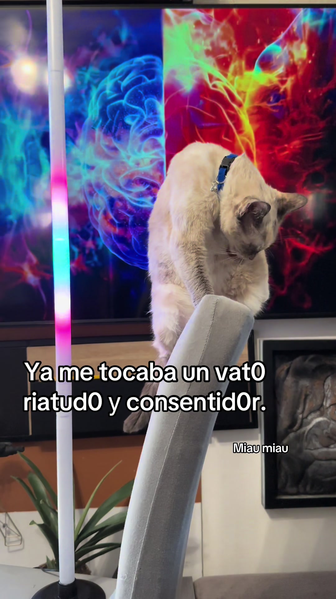 @Rodrigo and Watermelon the cat