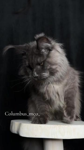 @columbus_mainecoon