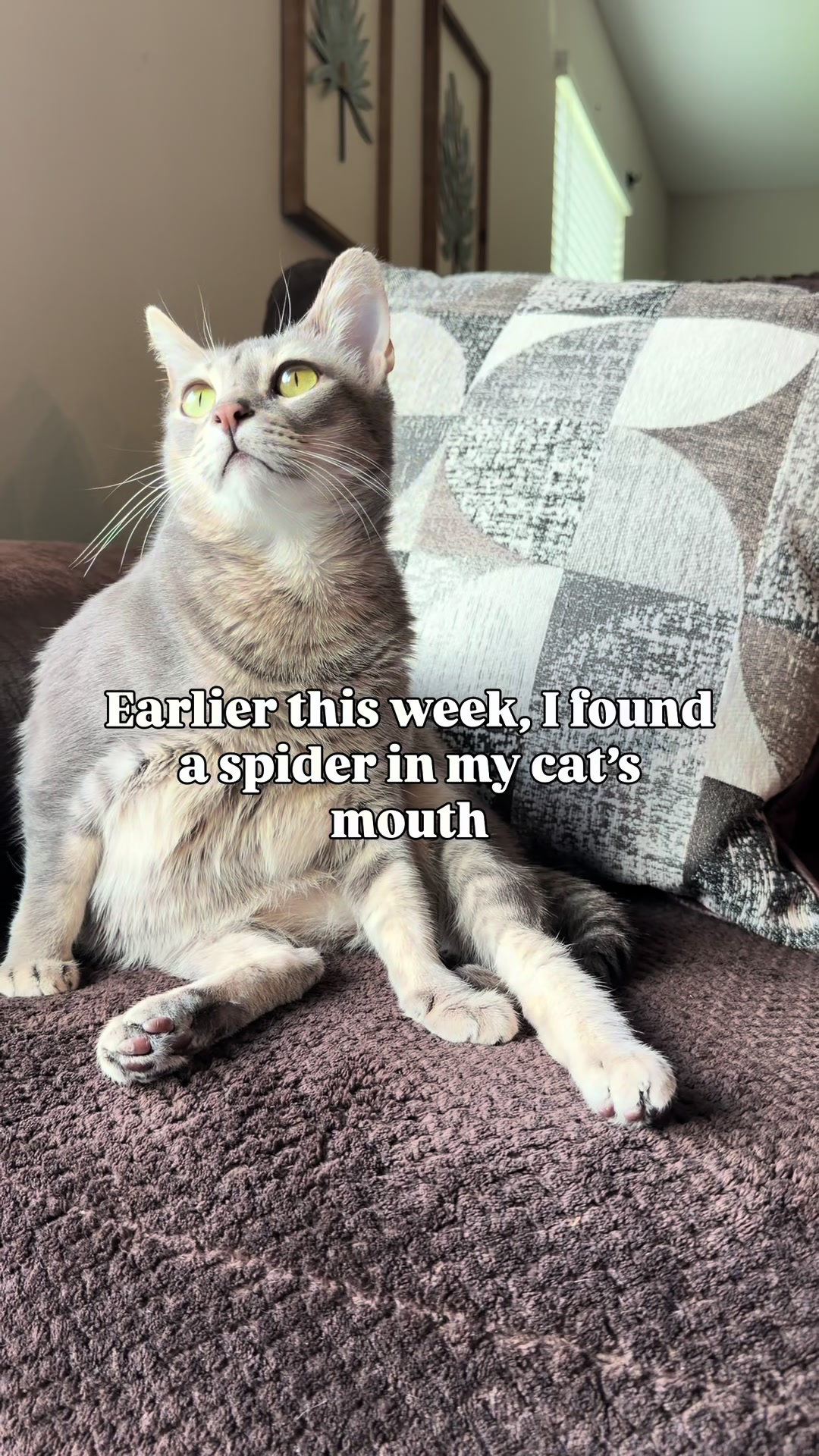 @Pepper the Rescue Cat 🐈⬛
