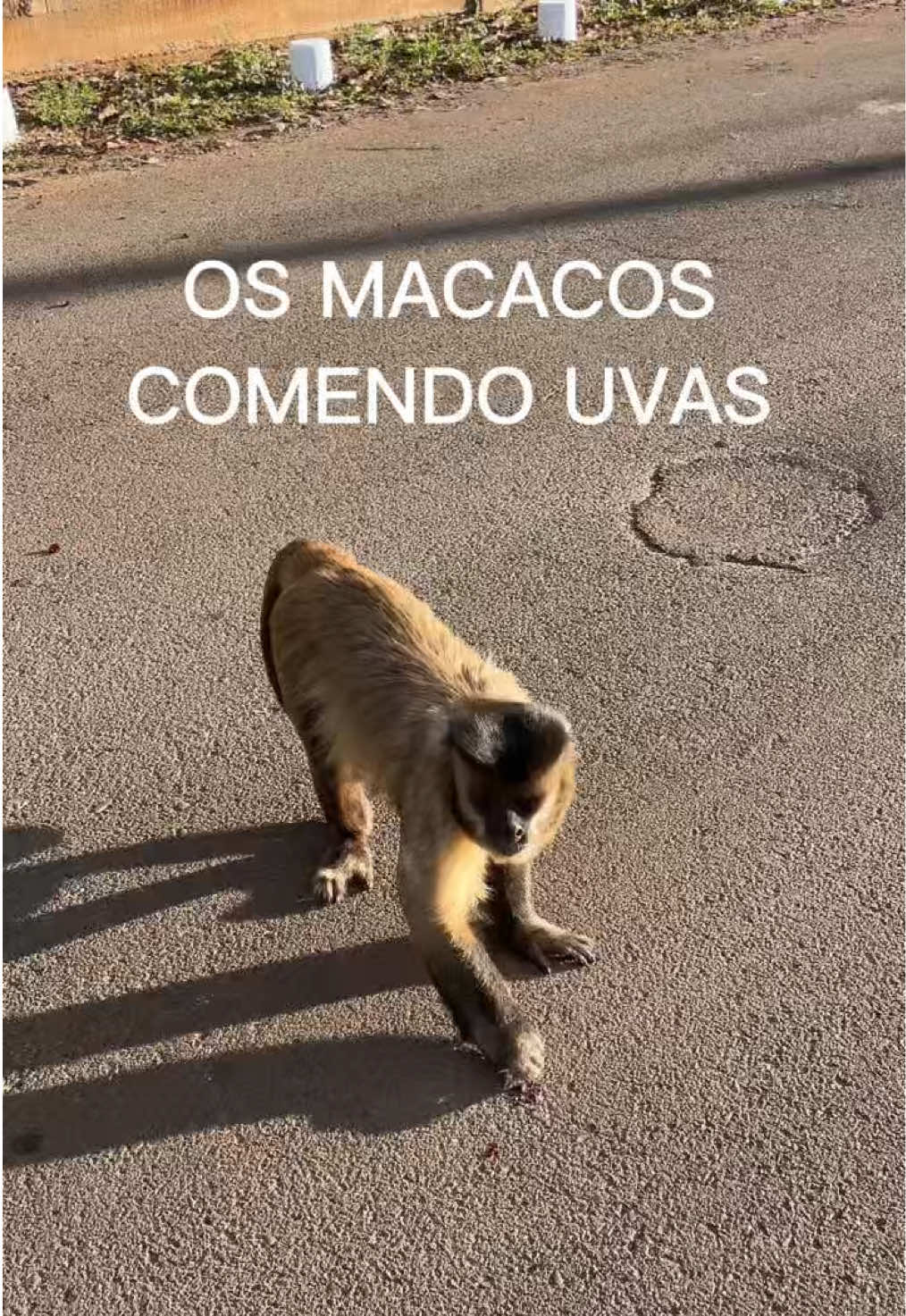 @JDM A NATUREZA EM AÇÃO