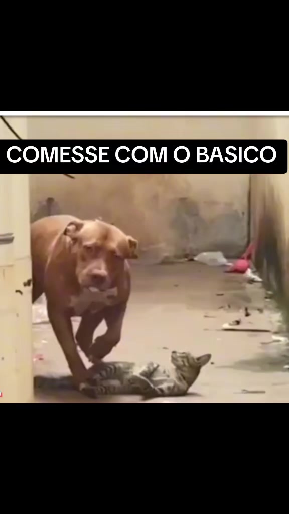 @cachorro de pobre