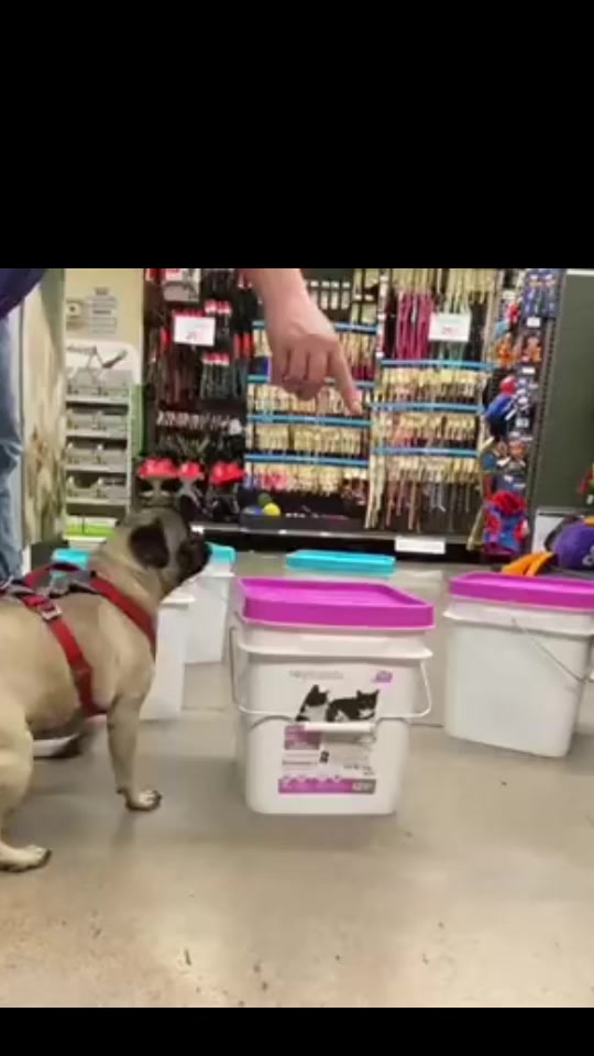 @Emma la Pug