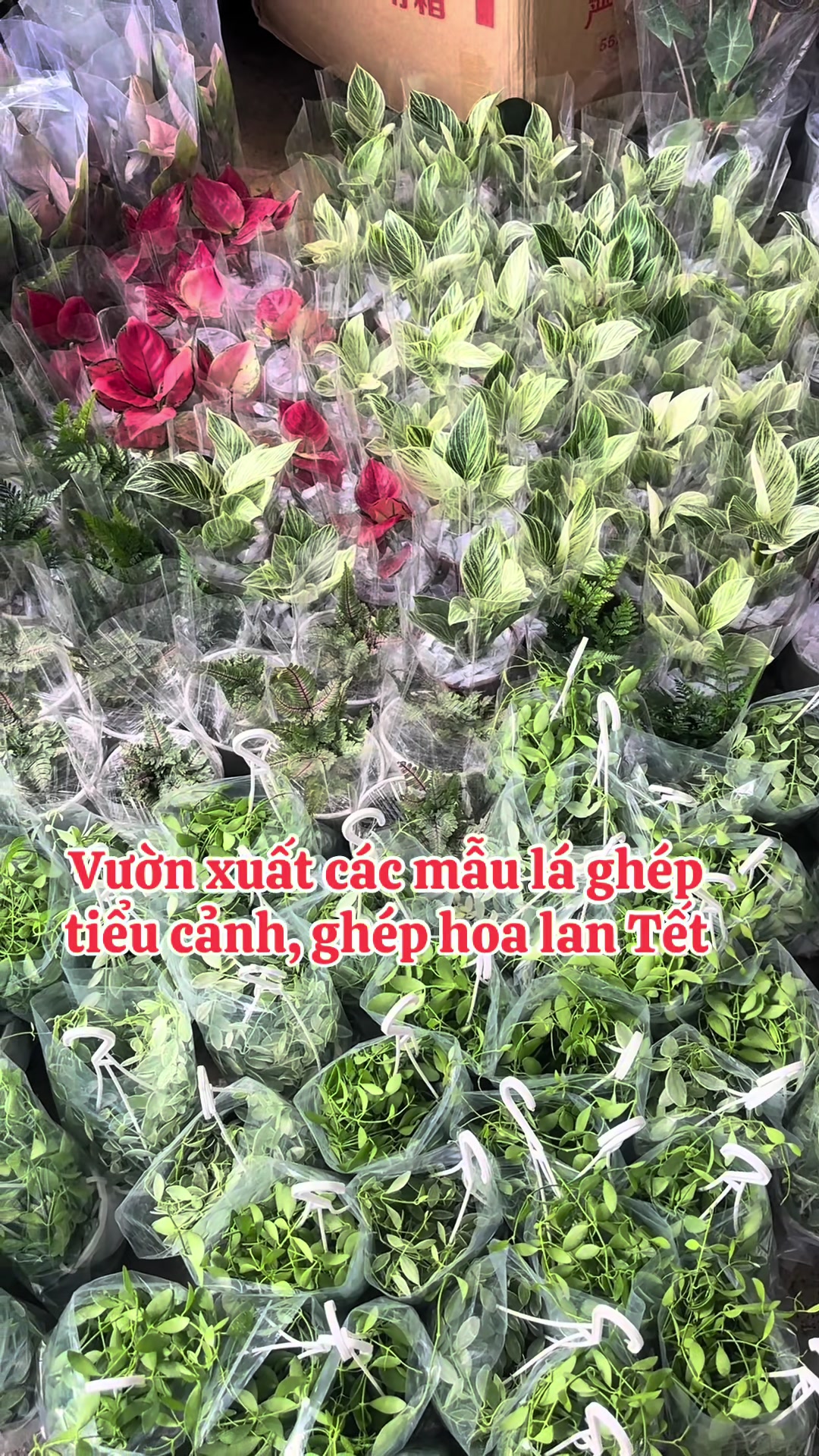 @Vườn Hồ H&acirc;n