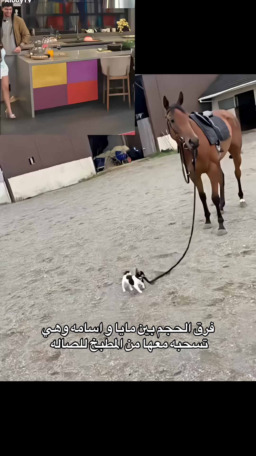 @فان فرق الطول بين مايا واوسي🫦