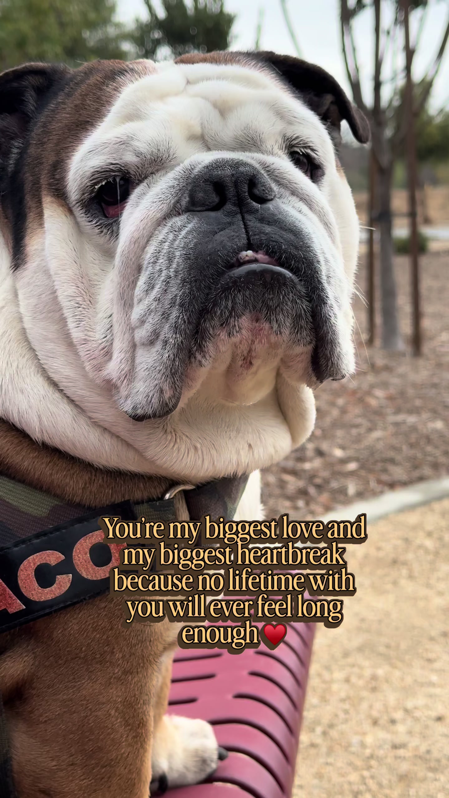 @Taco 🐶🧿