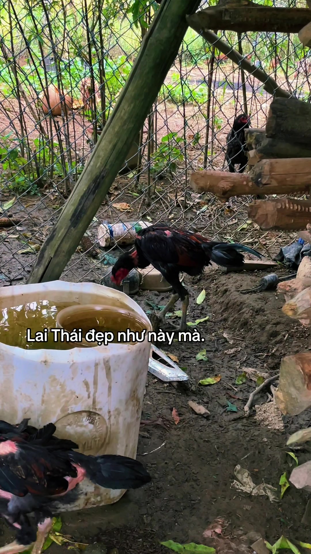 @Sinh gà Cỏ
