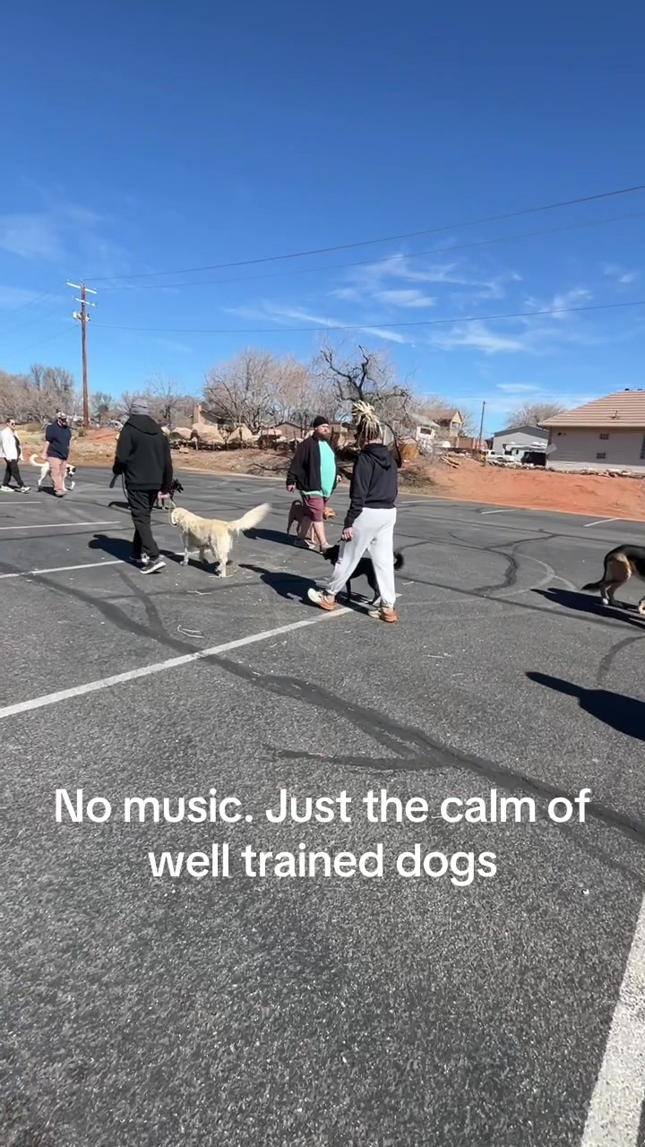 @Lobato Dog Training