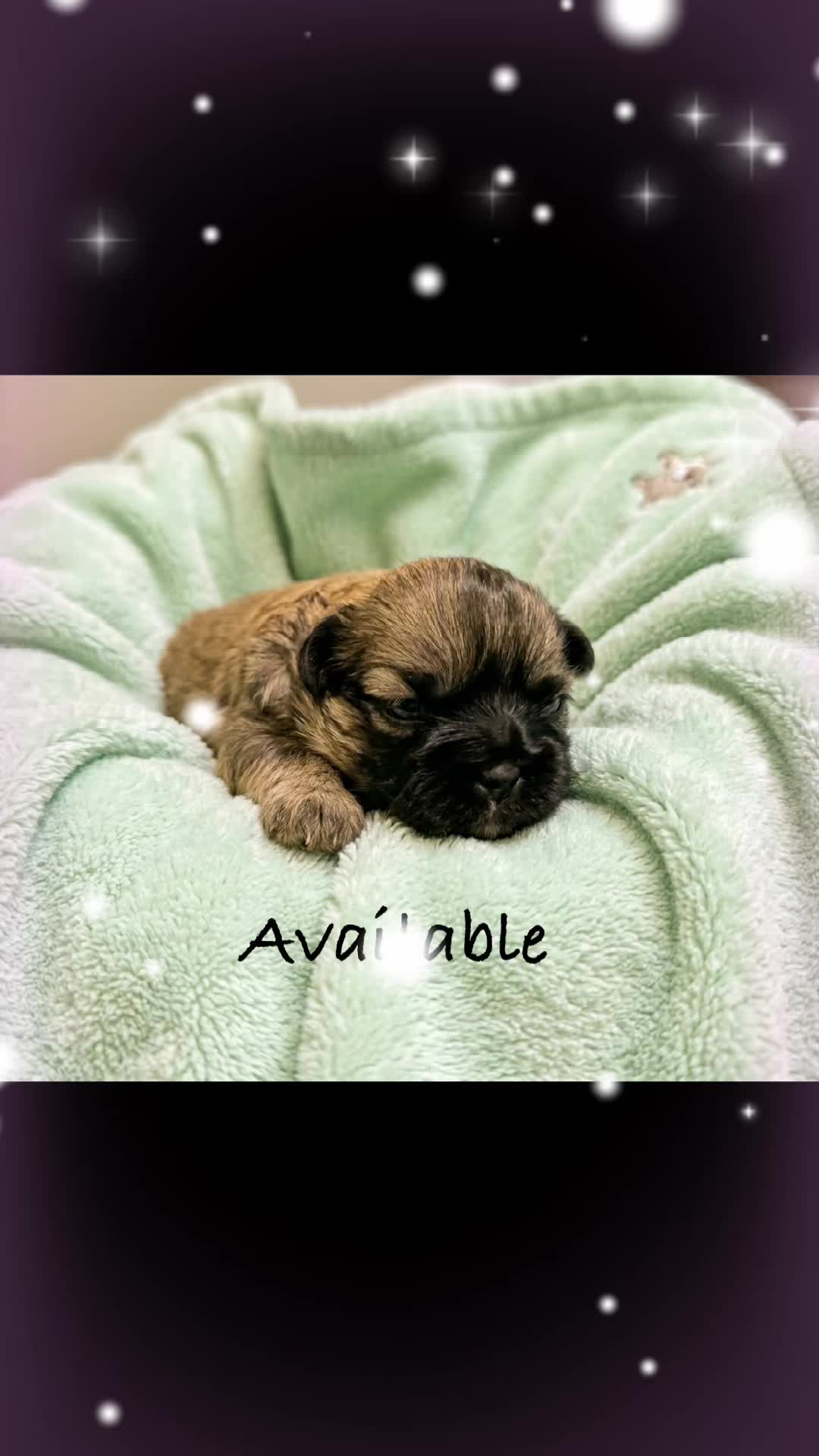 @Twilight Shih Tzu
