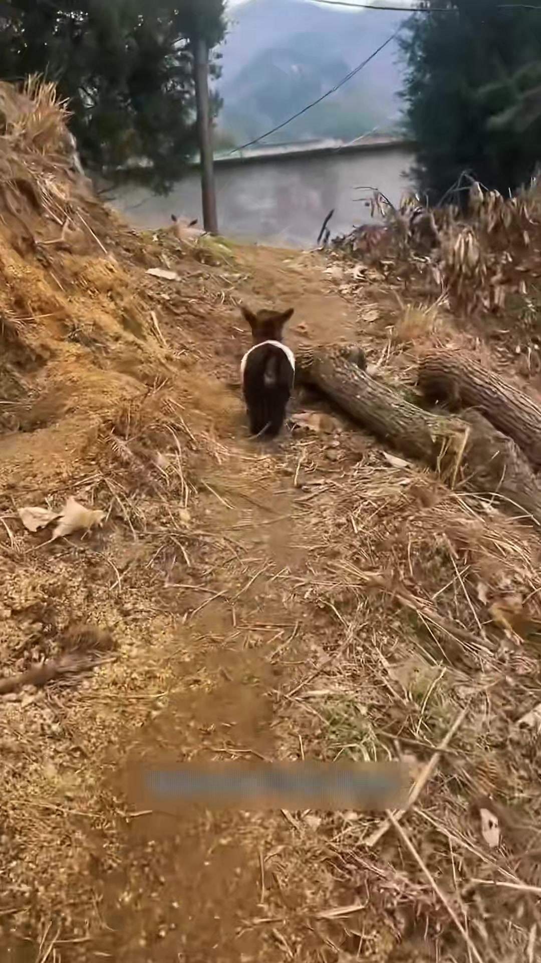 @dogandcattk2