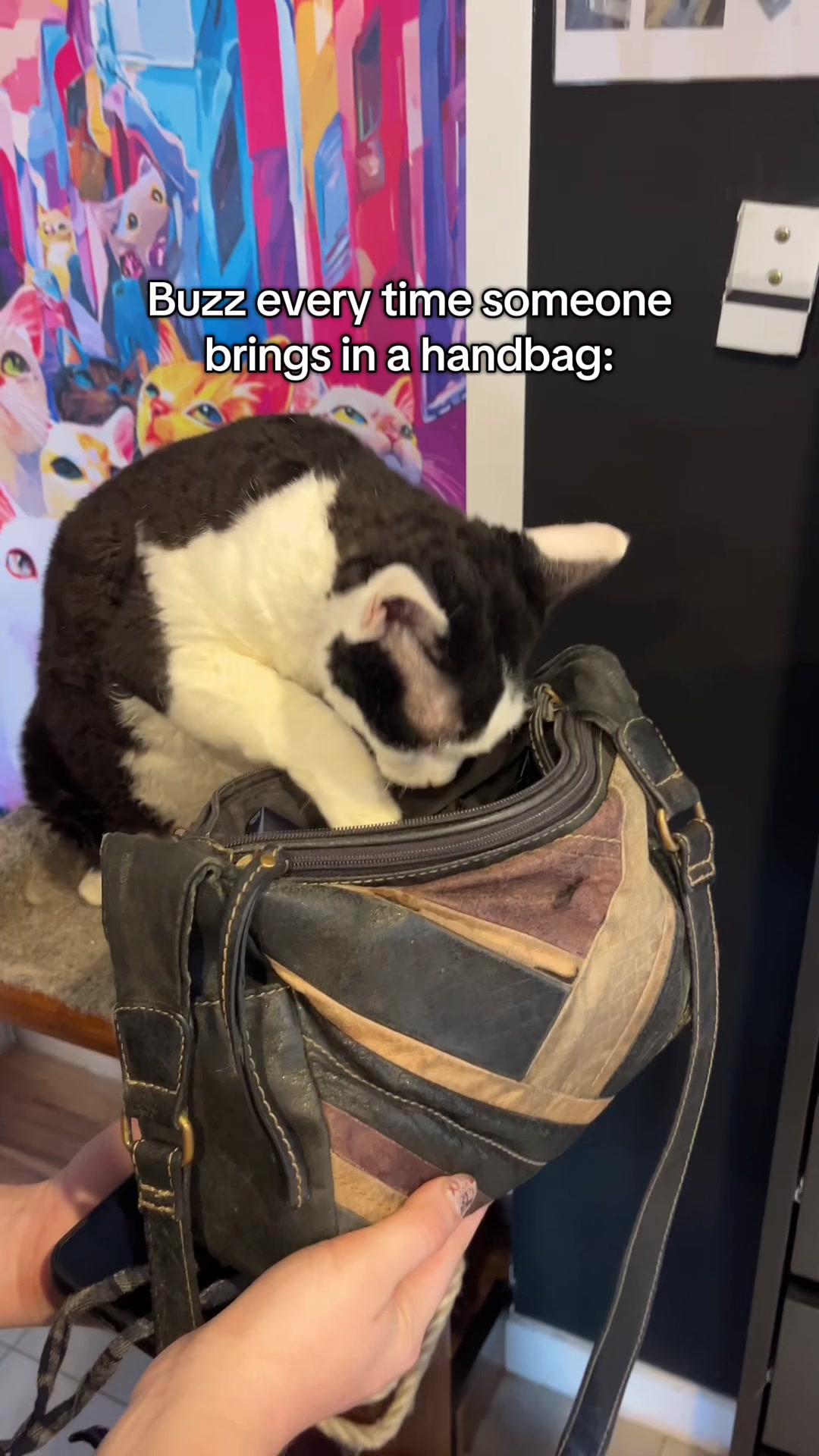 @crazycatcafe