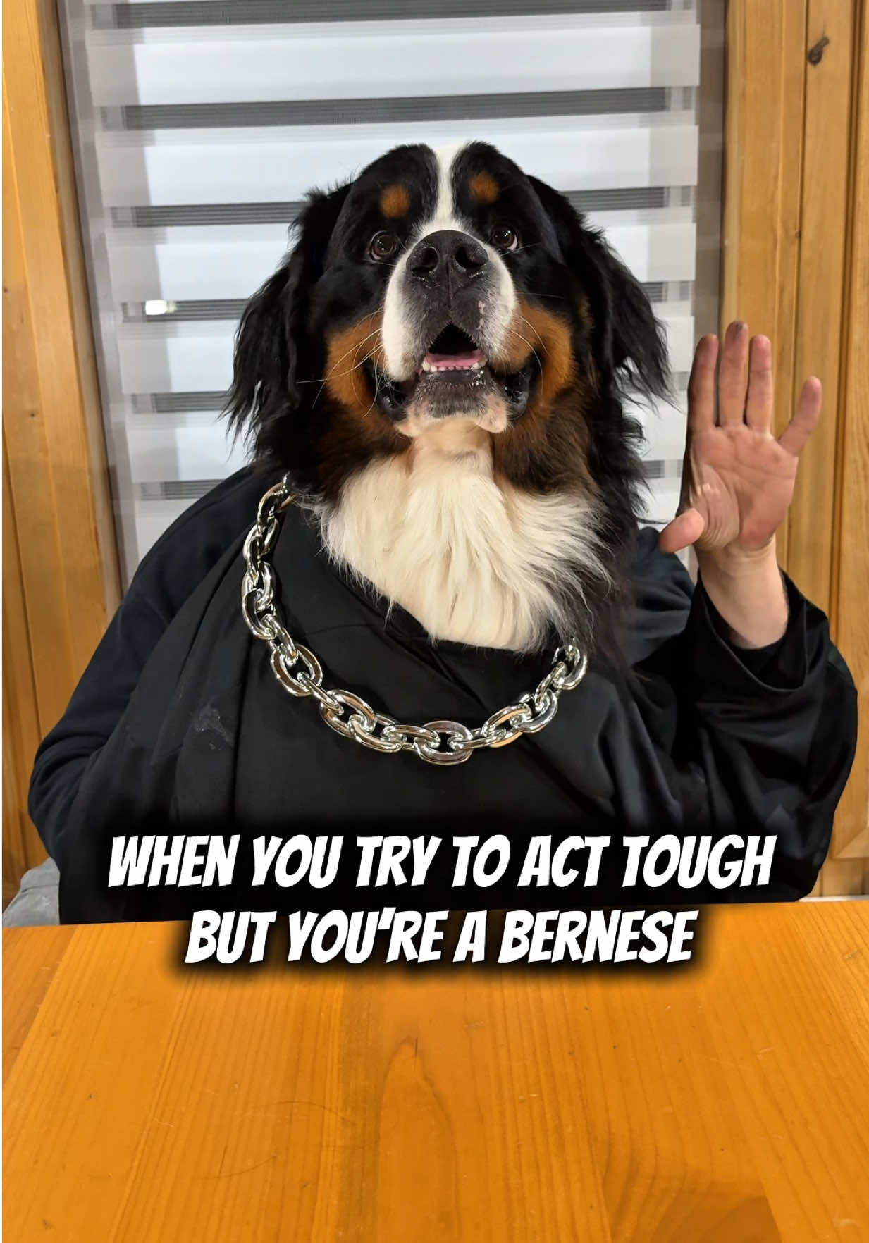 @Woody The Bernese