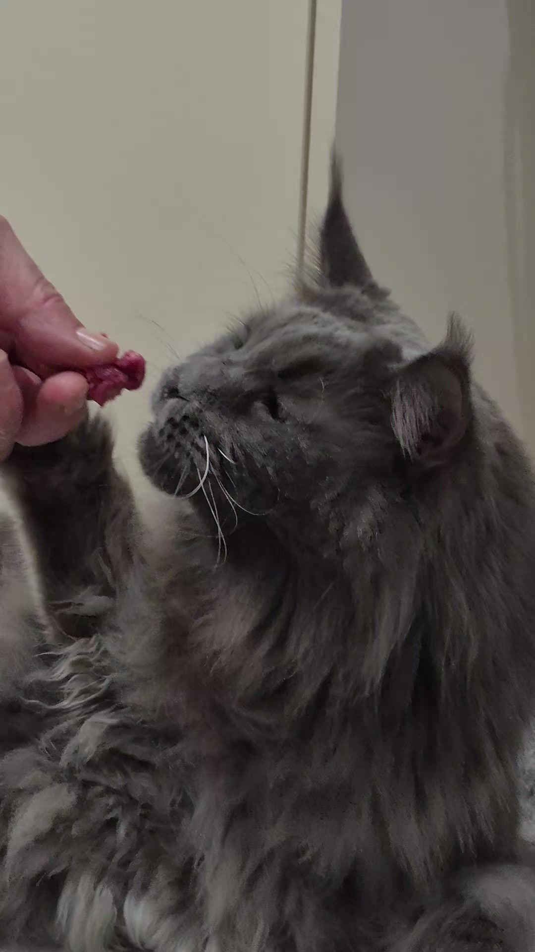 @Ragnar the Maine Coon 🐈