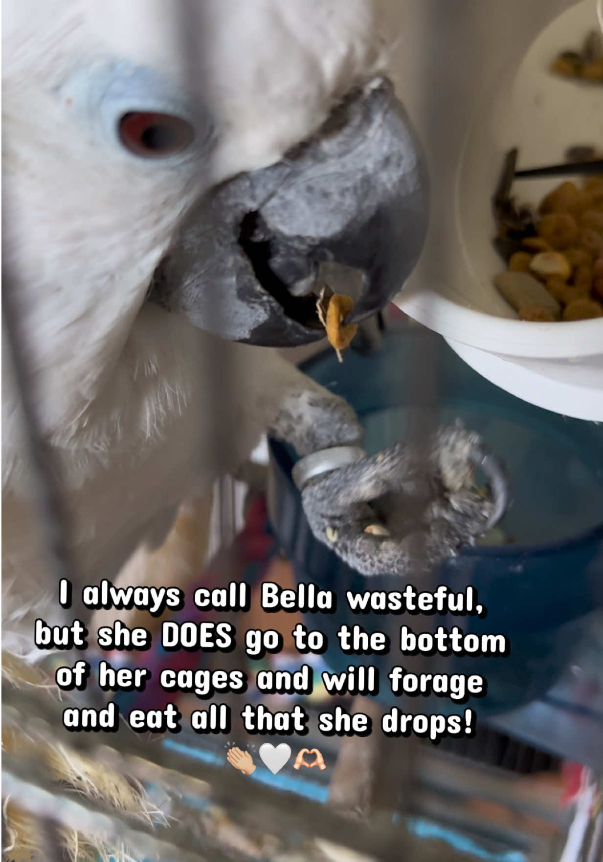 @bella_trixie_official