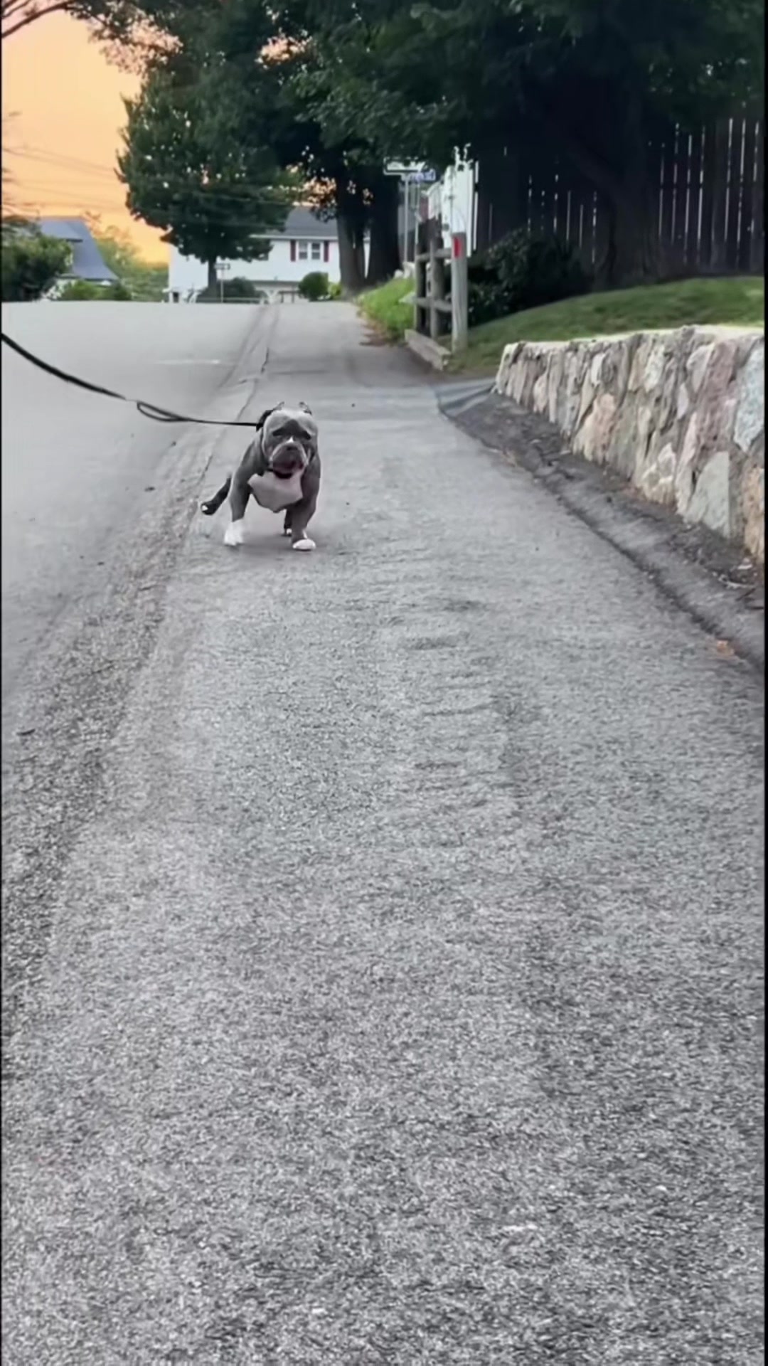 @Gunner | Pocket Bully