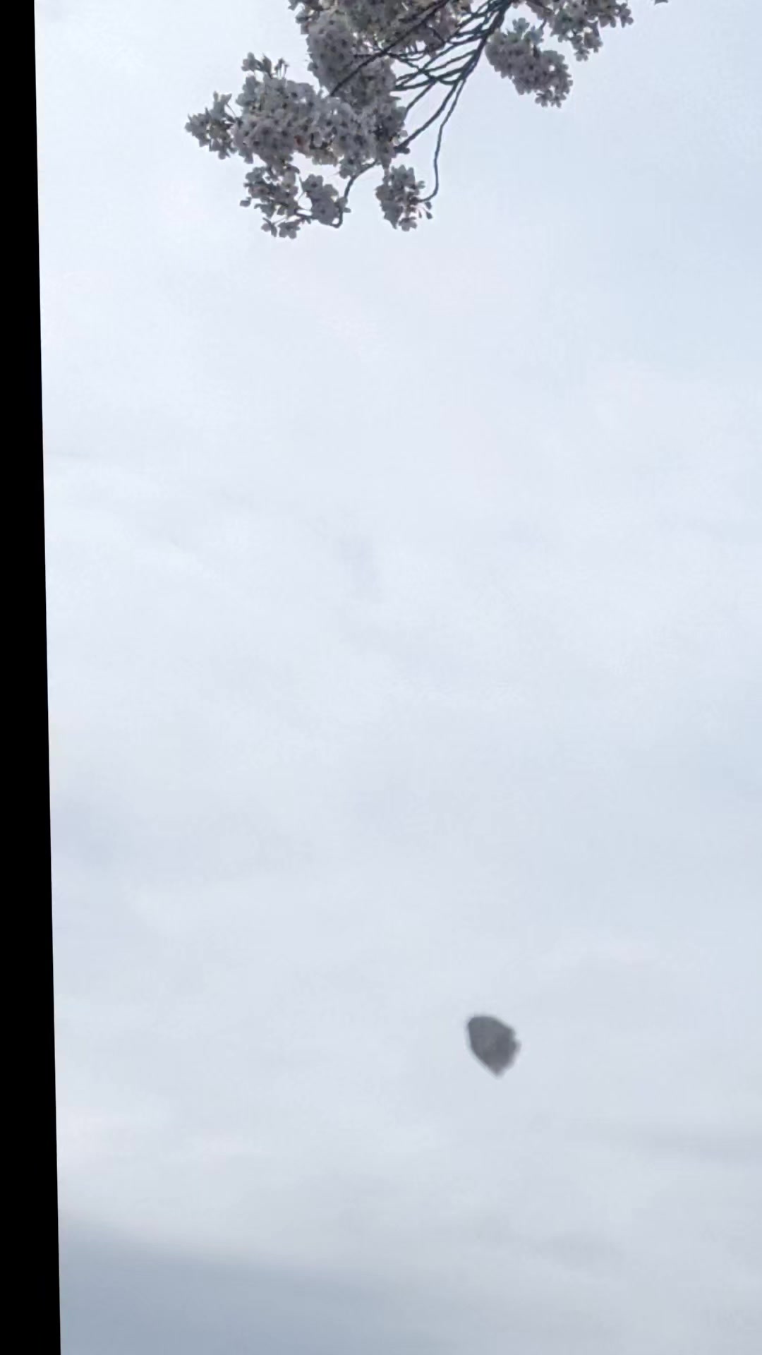 @向日葵