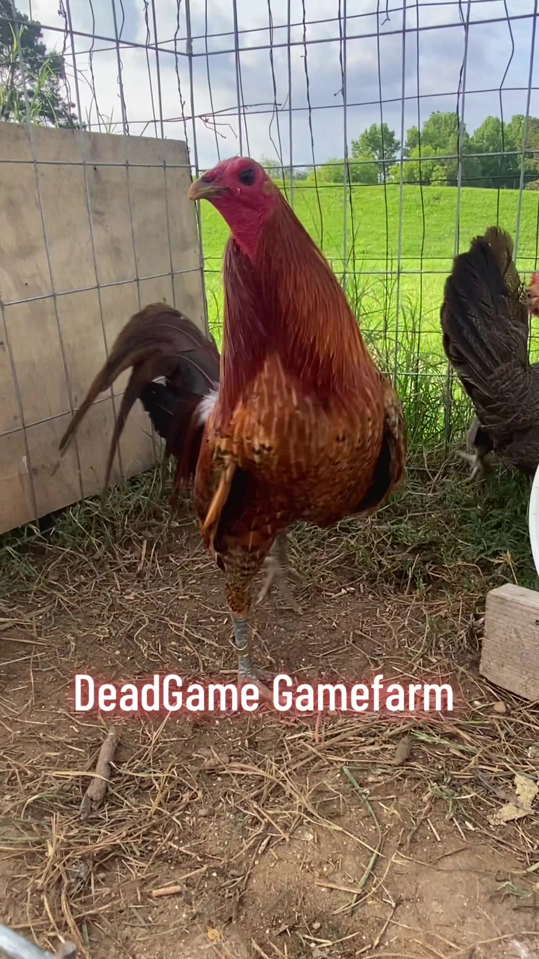 @DeadGame.Gamefarm