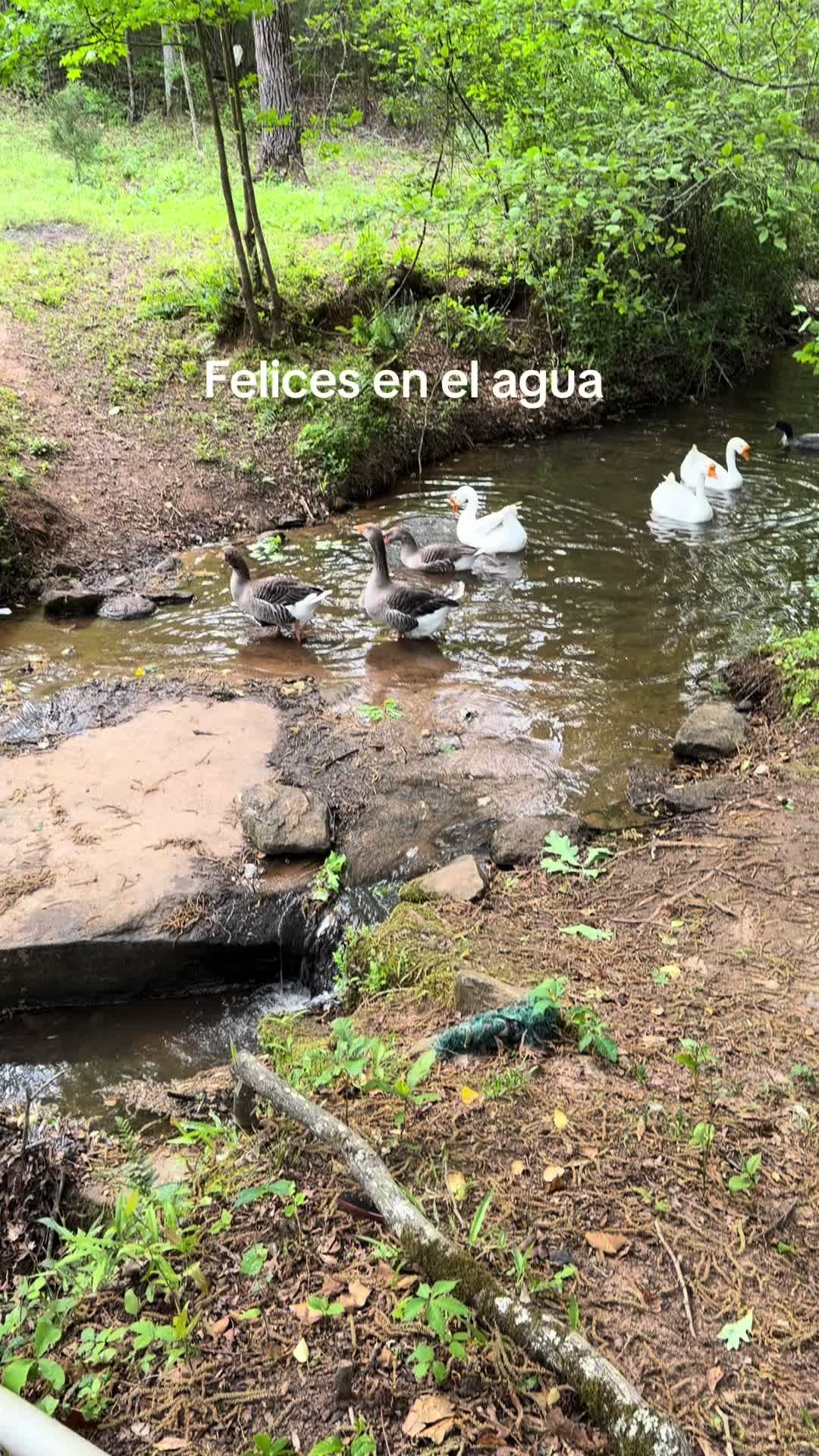 @Griselda Grajeda🫅🤴🫅🤴🦁🦁🦁