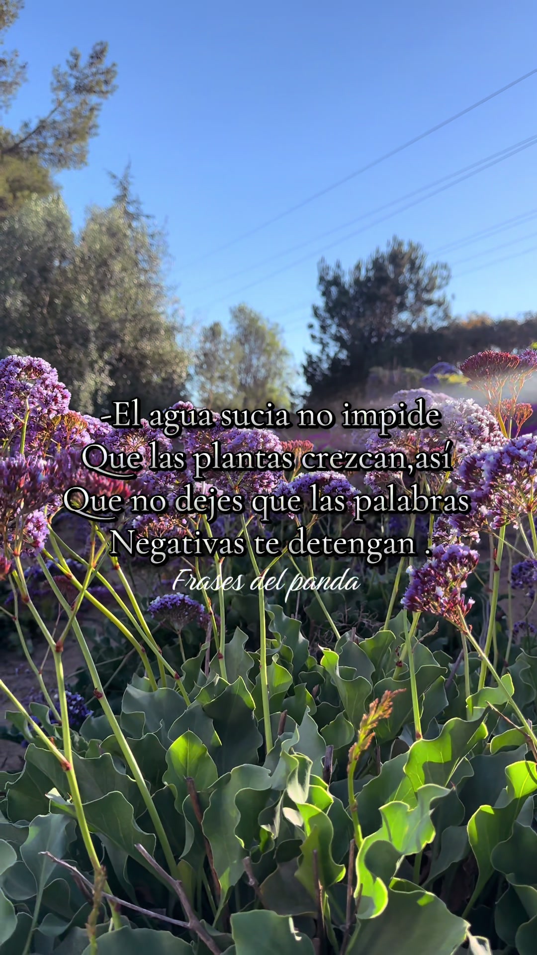 @frases del panda 🥷🏽