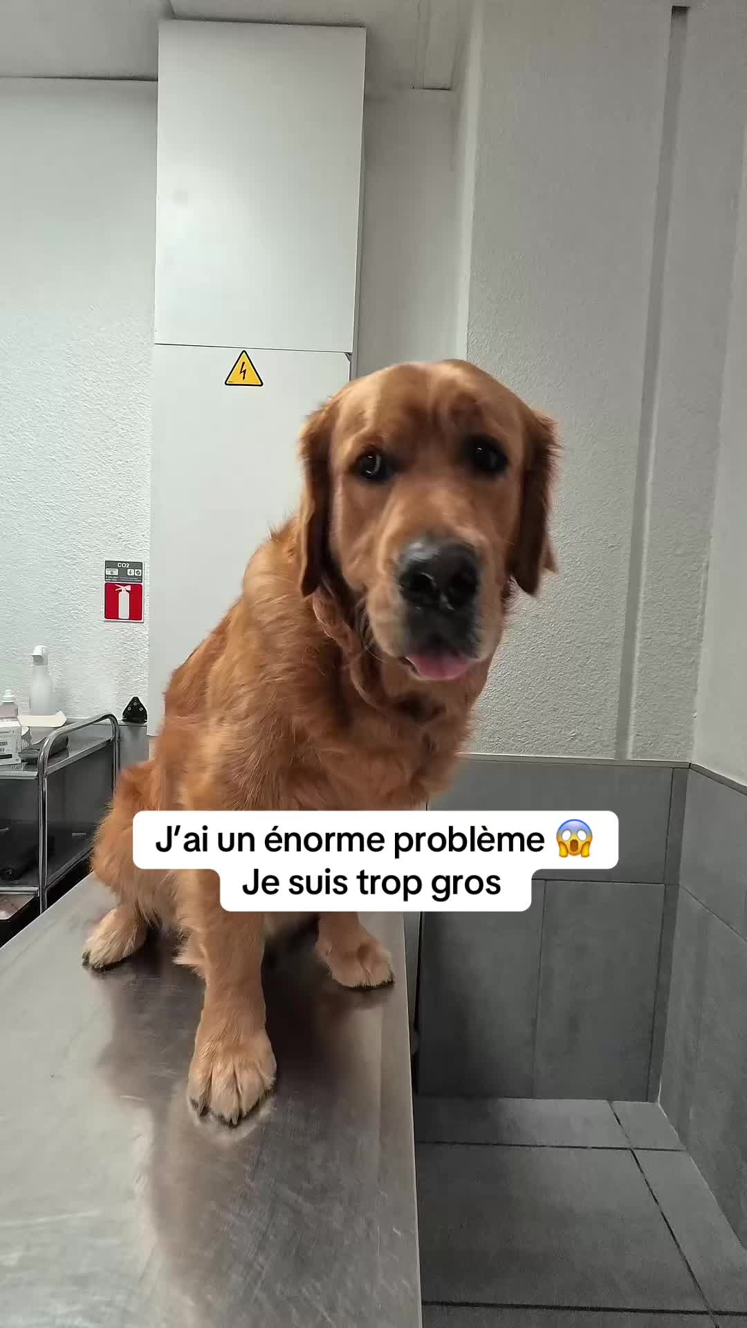 @Uggy Le Golden 🐶