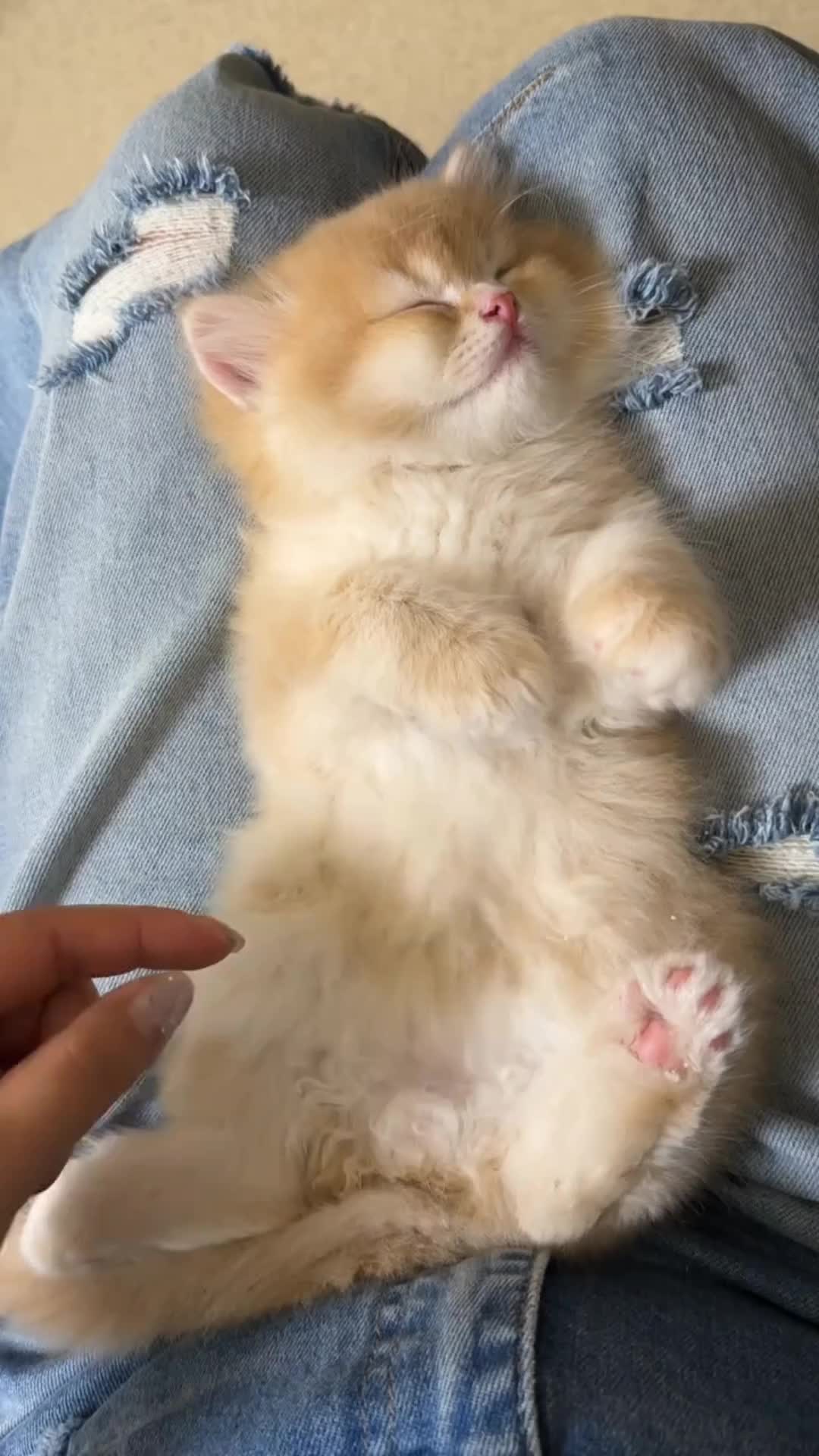 @cheerypaws