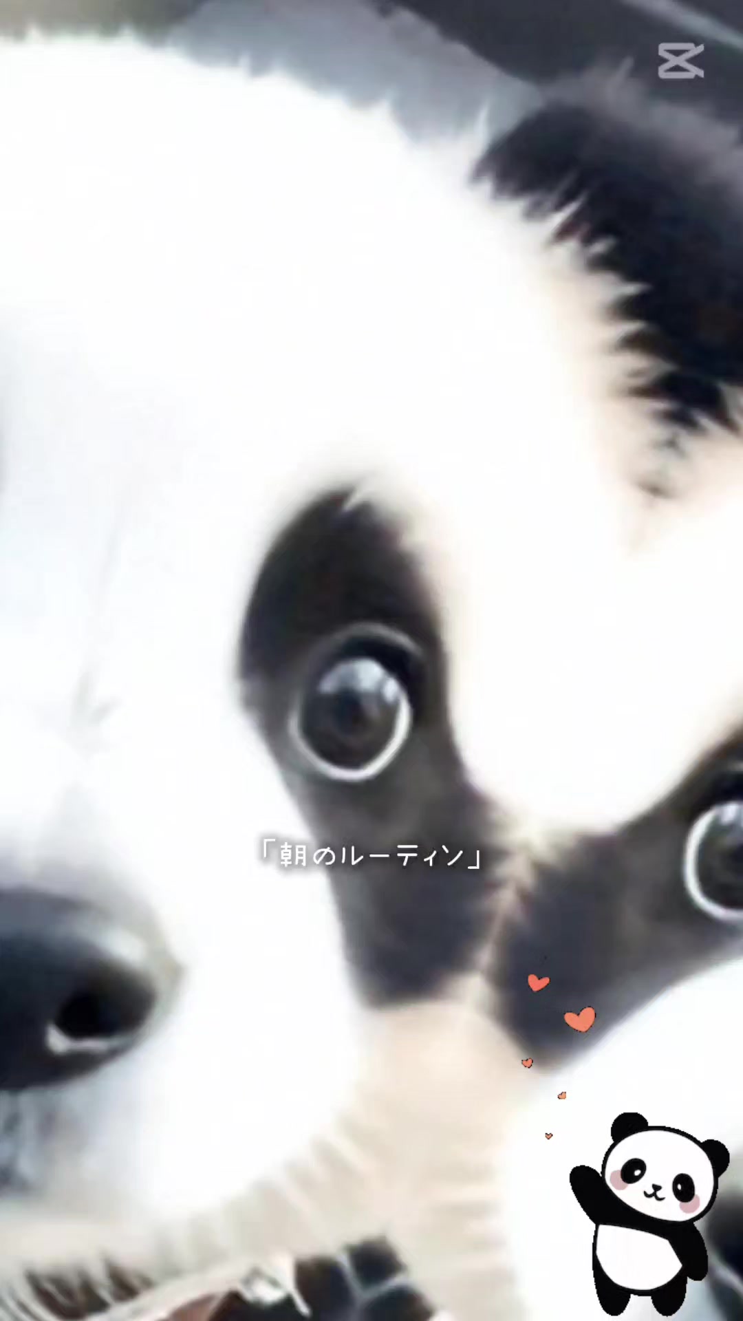@がじゅまる隊長️🐼🐾