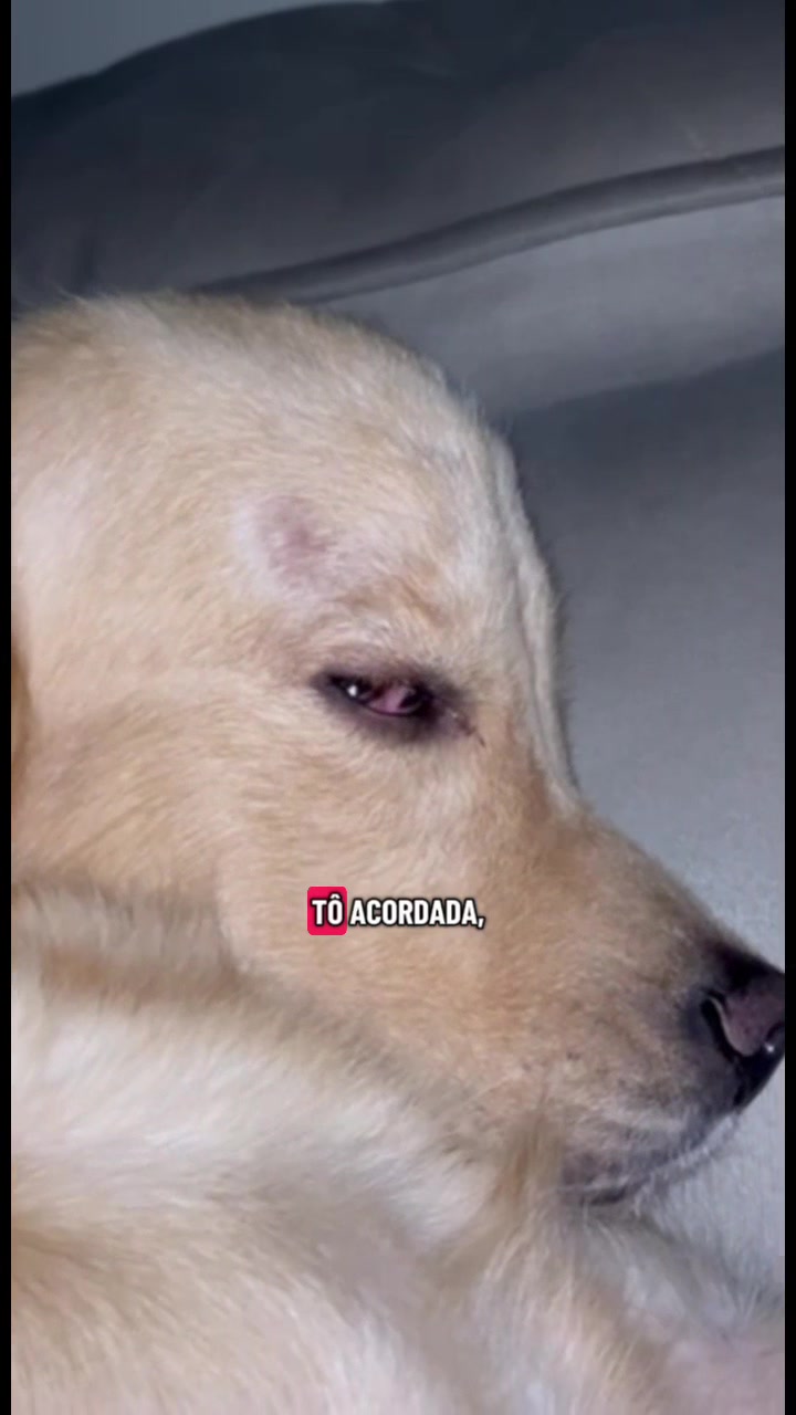 @Docinho, a golden especial.