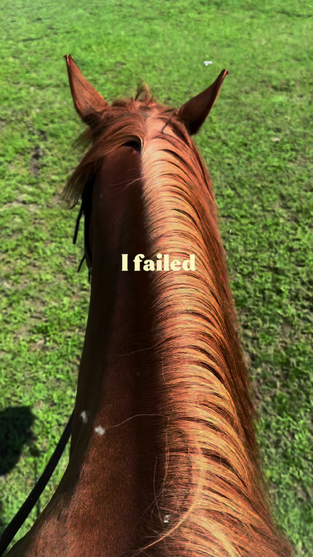 @Horselife