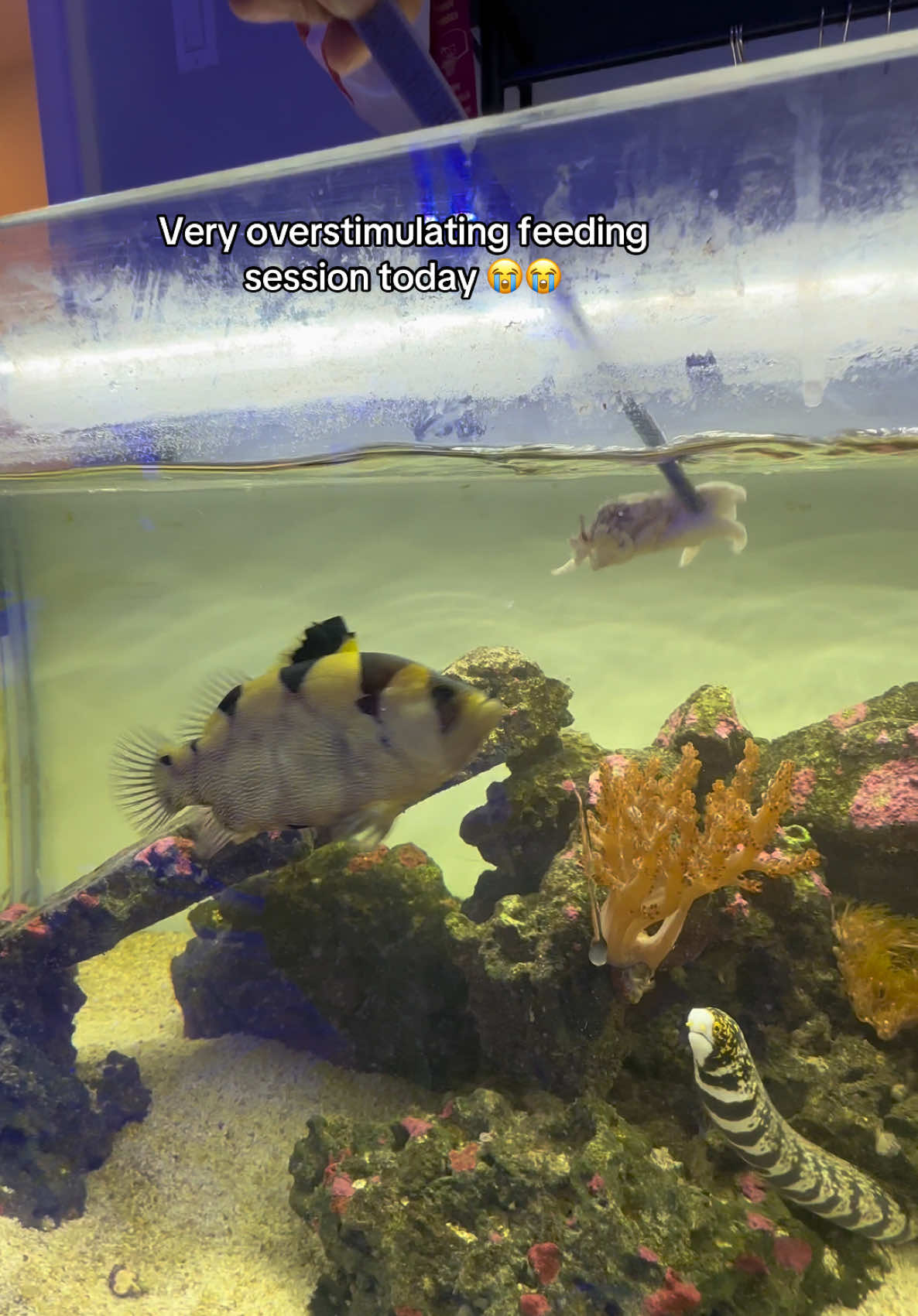 @ReefSync