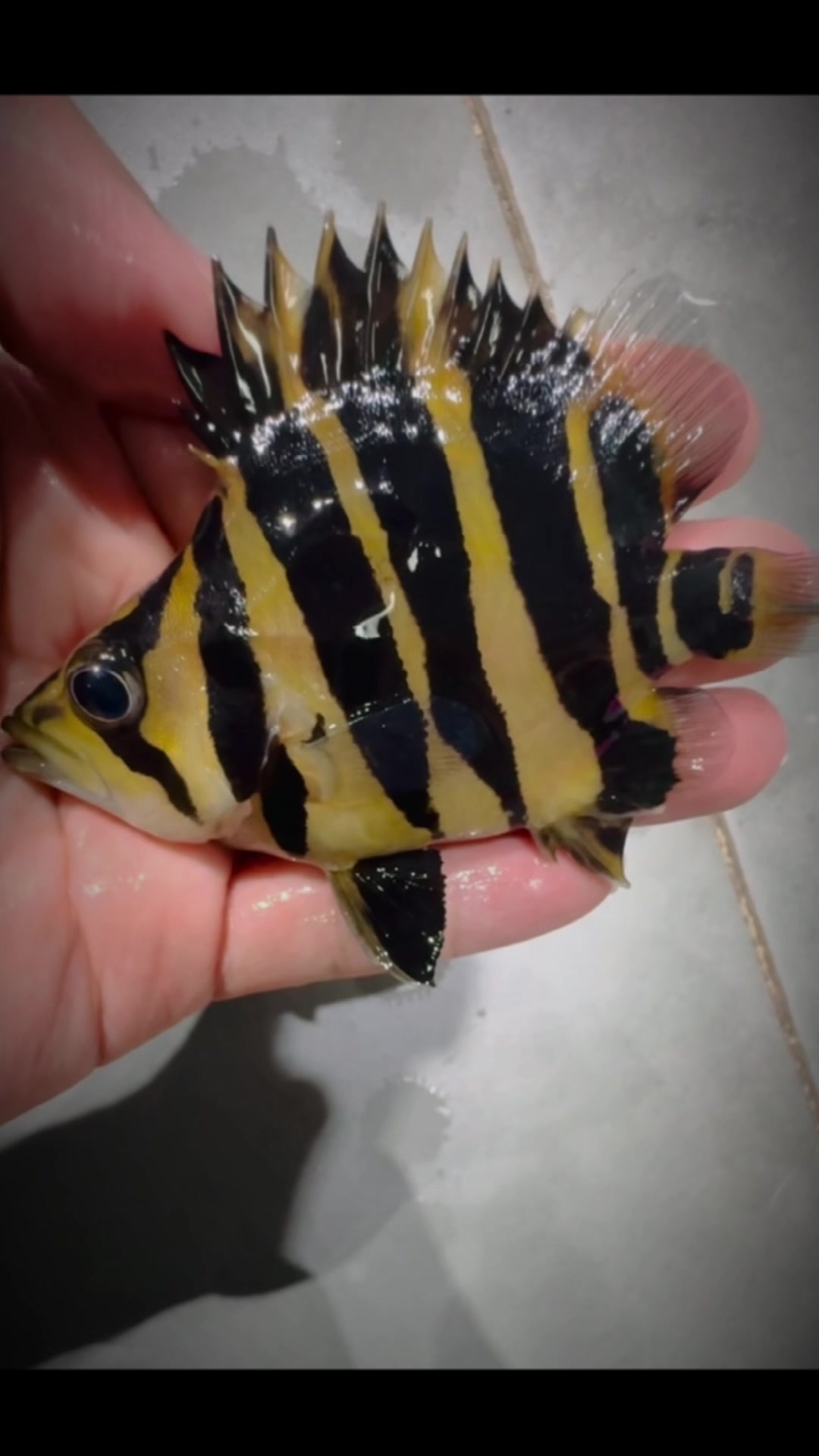 @網上看魚
