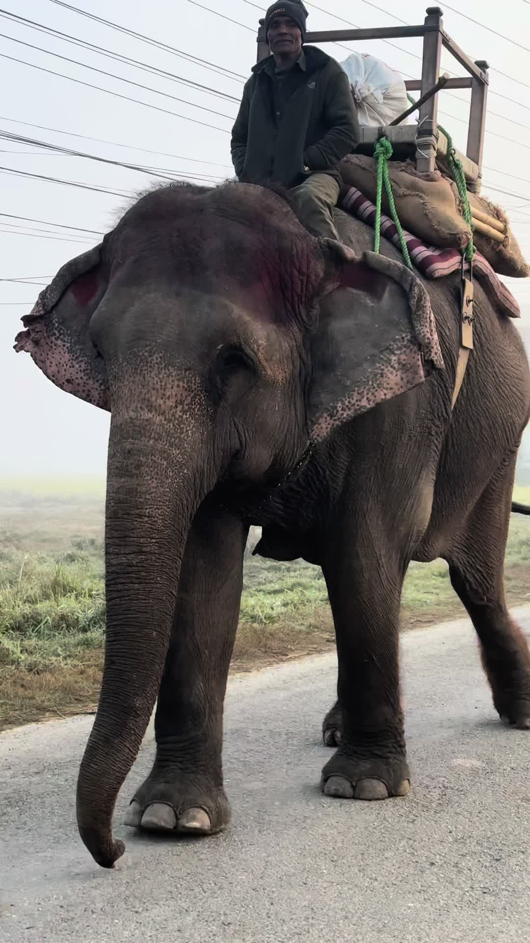 @shrijanashakya77