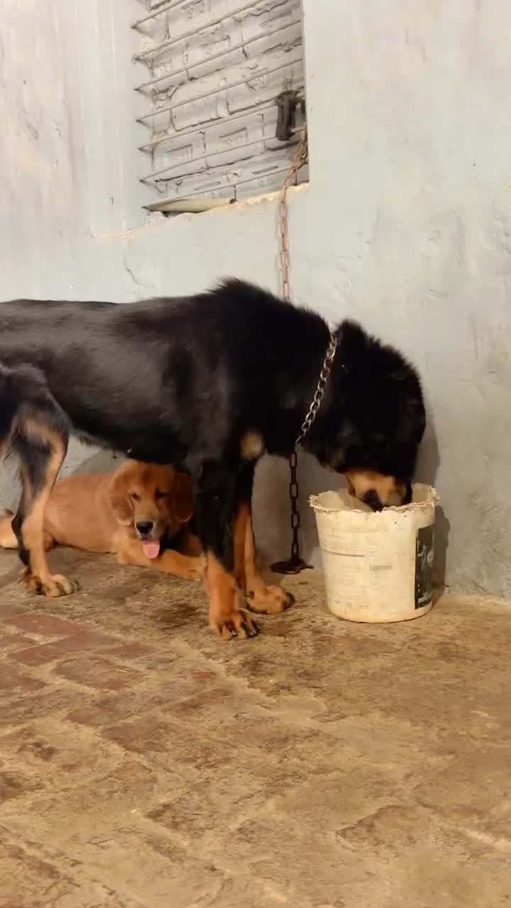 @Kashmiri_Bakrwal_Dog