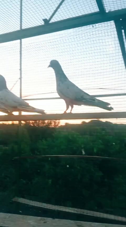 @Raxhi 77