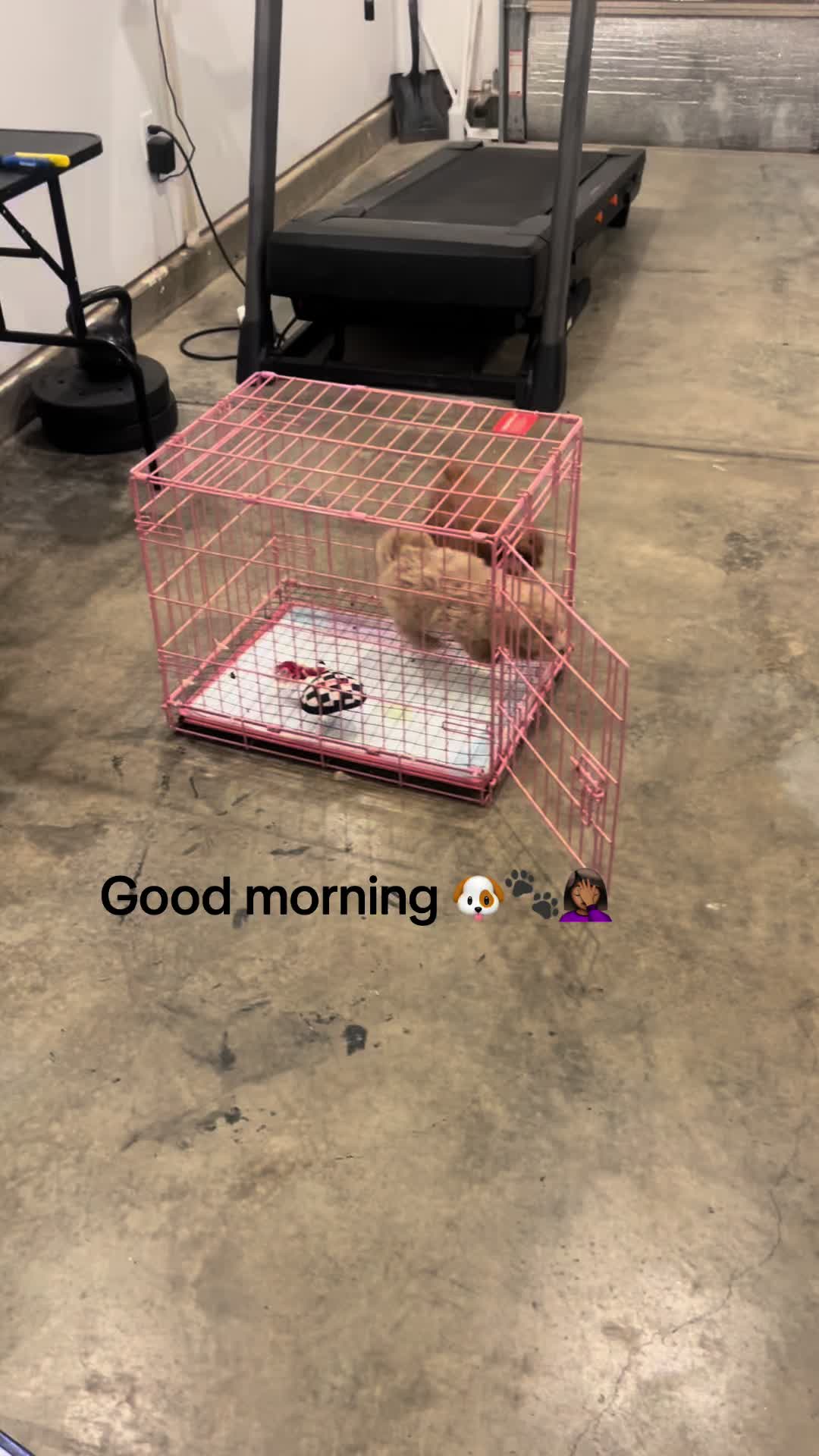 @Shortcake_kennel_2