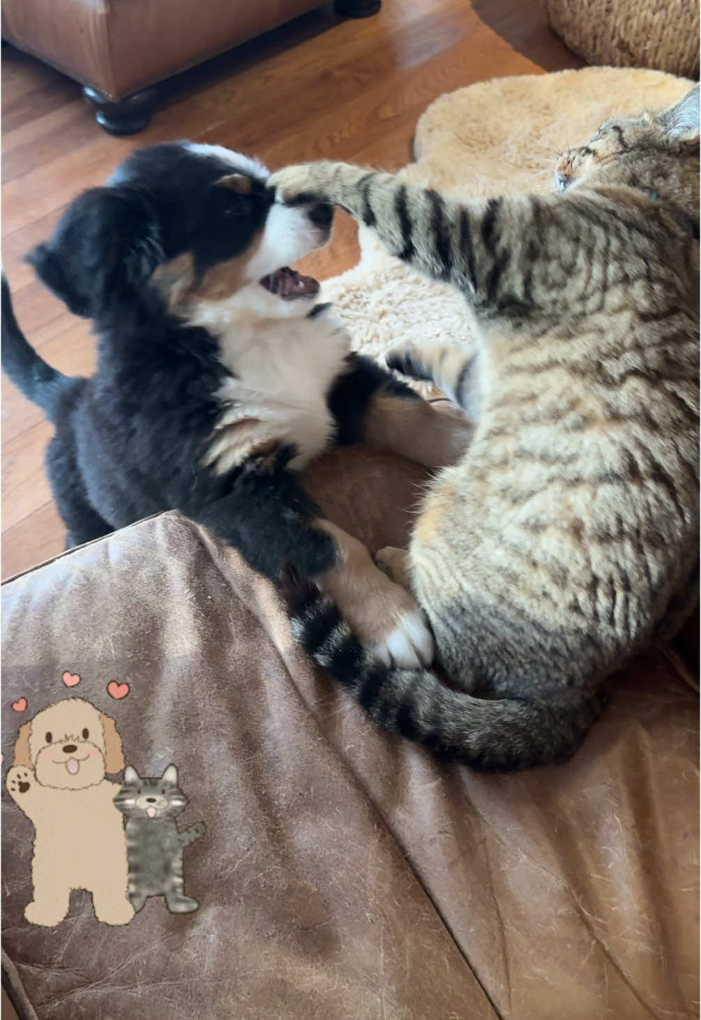 @SennenridgeBernese
