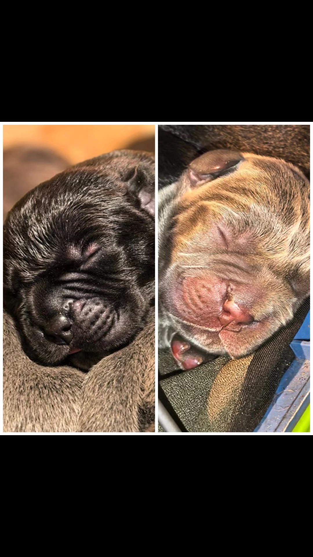 @FIRST CANE CORSO🐾🇨🇮🇨🇮🐾