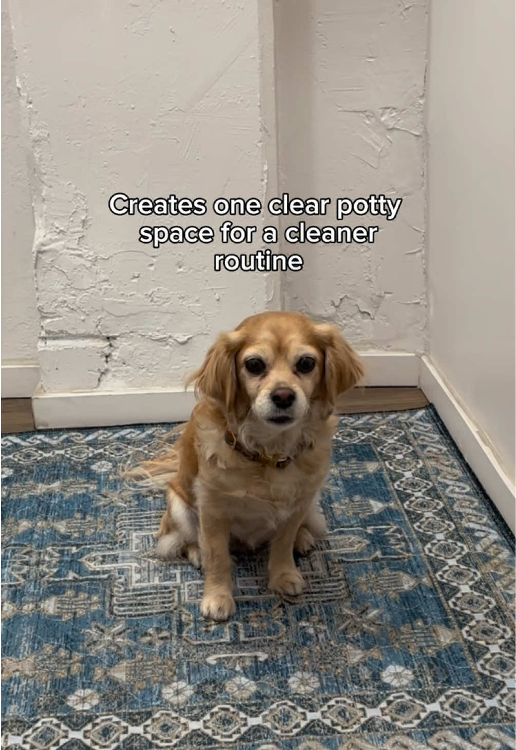 @Lovewag Pets