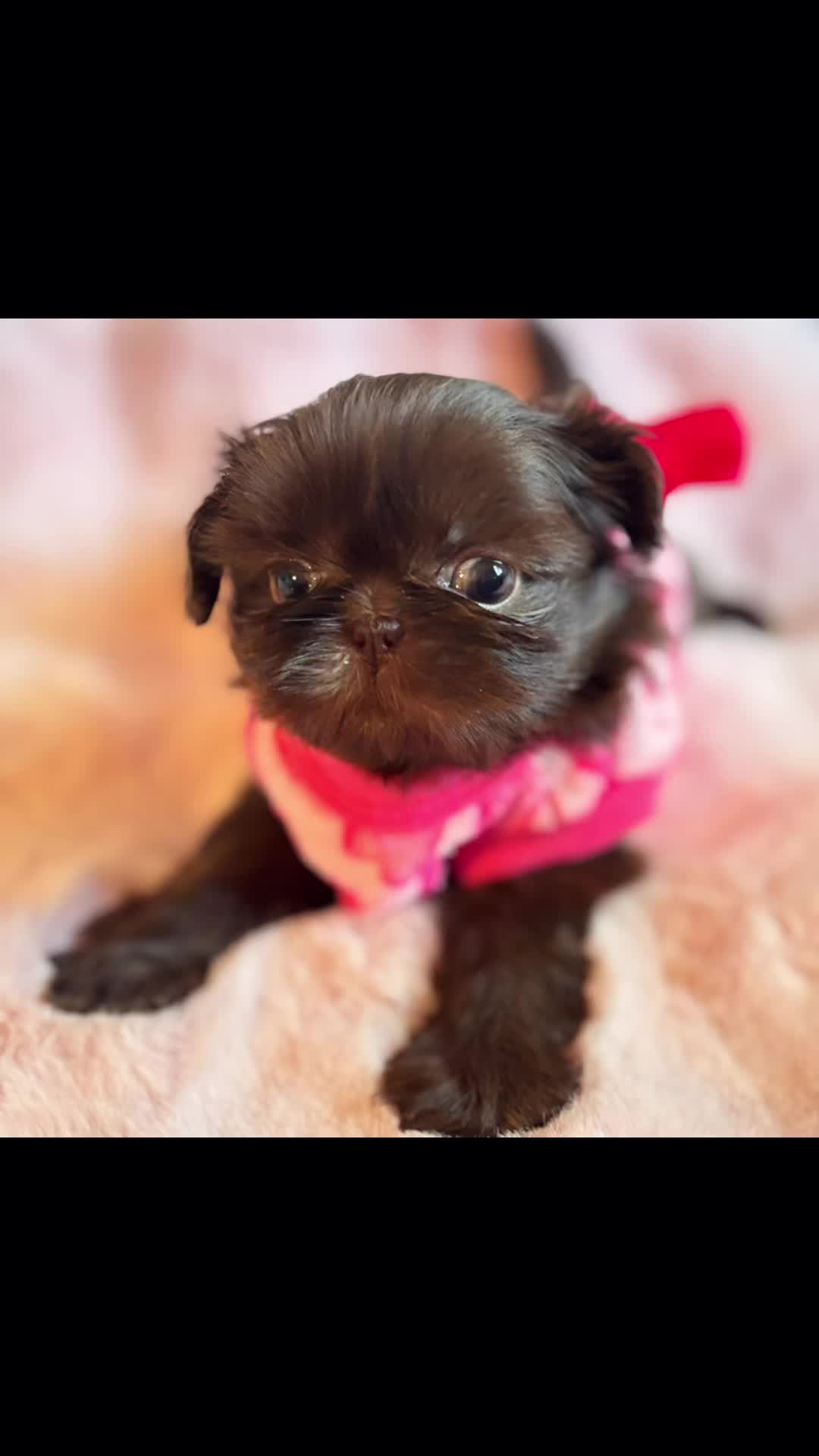@SHIHTZU SOIRÉE