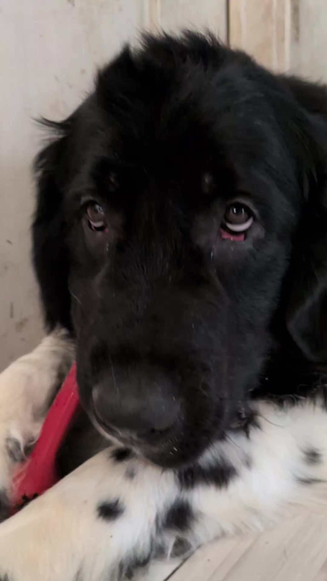 @大型犬3頭&小型老犬4頭多頭飼いの生活