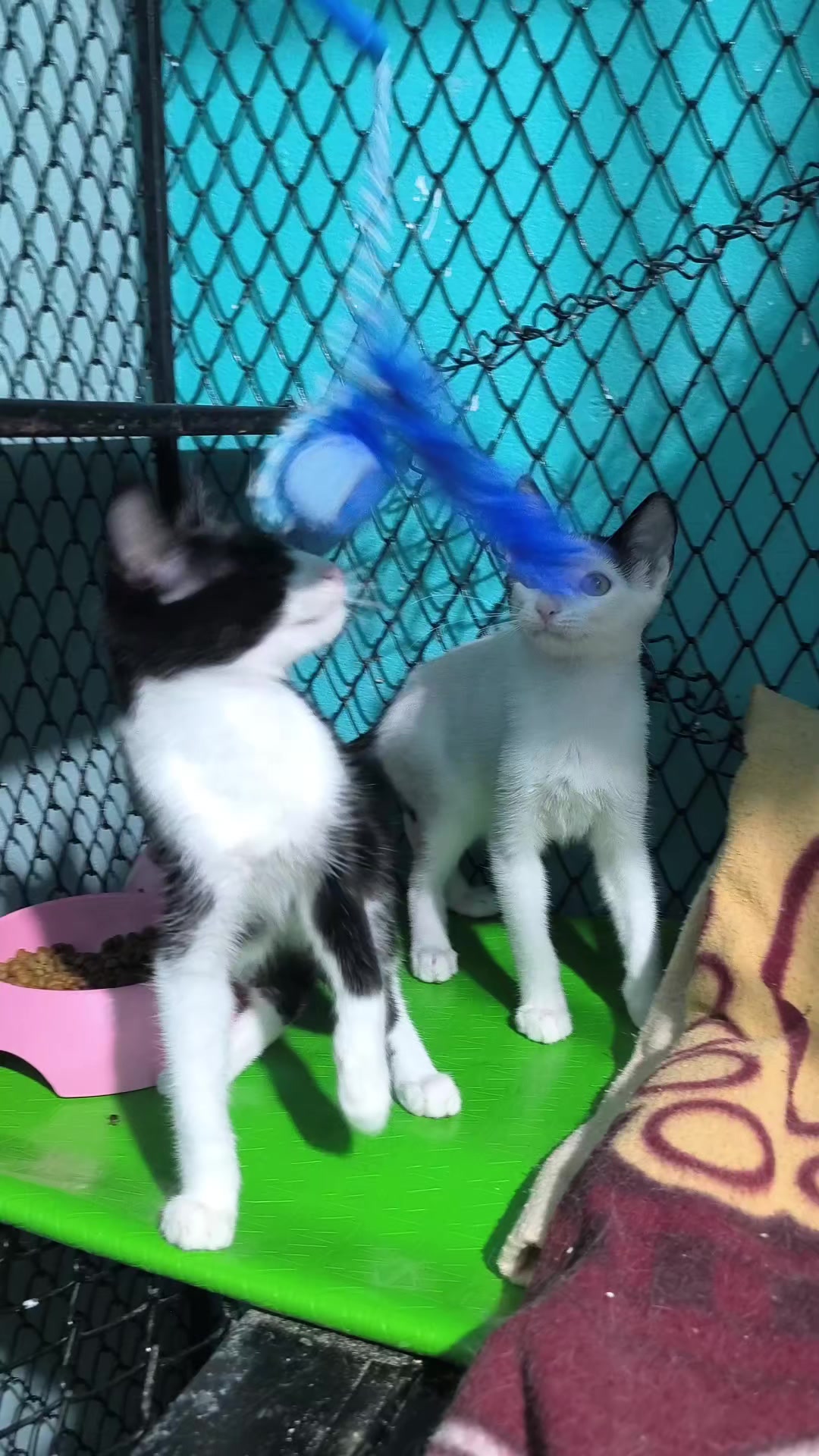 @fundación lazo animal