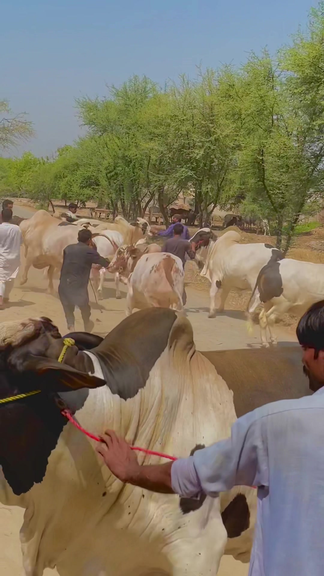 @Ustad Jee Cattle Farm